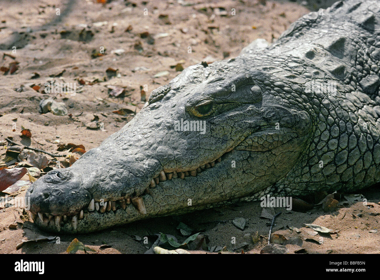 Coccodrillo del Nilo Crocodylus niloticus con ganasce chiuse che mostra muso appuntito Foto Stock