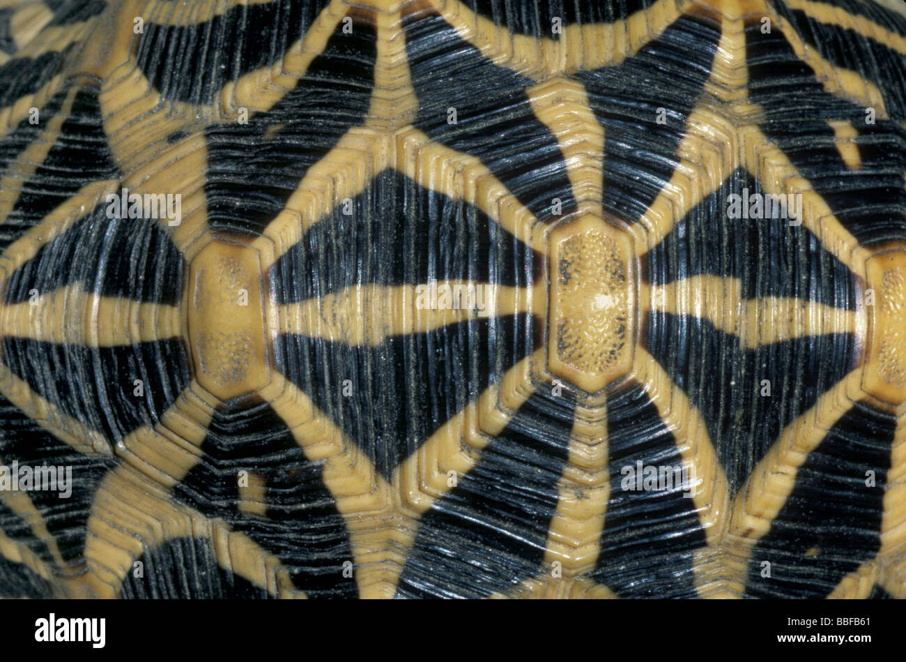 Star guscio di tartaruga Testudo elegans dettaglio del modello di shell Foto Stock