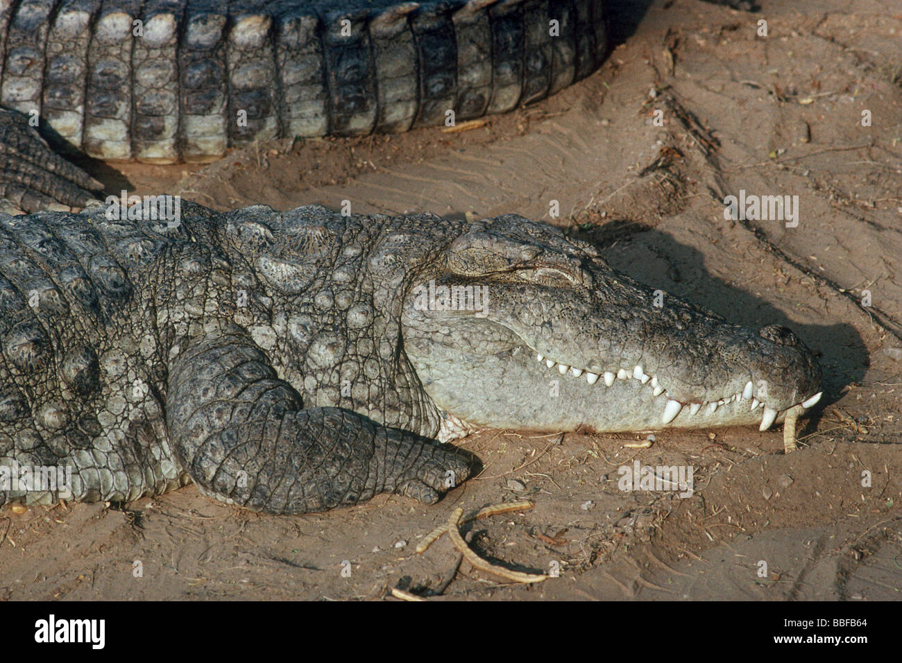 Rapinatori o il coccodrillo palustre Crocodylus palustris basking Foto Stock
