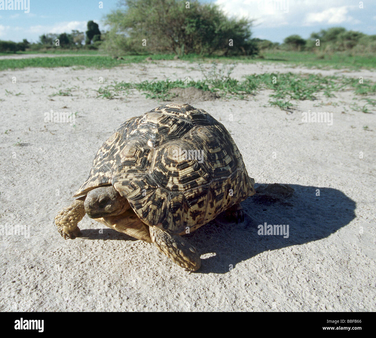 Leopard tartaruga Testudo pardalis Botswana Foto Stock