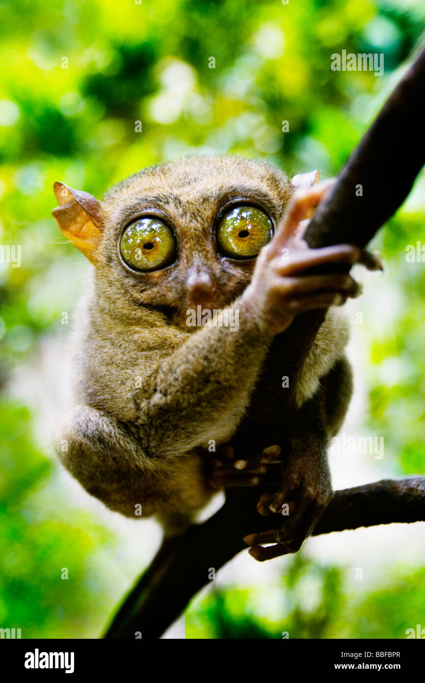Tarsier abbia occhi che sono più grandi è il cervello. Isola di Bohol, Filippine. Foto Stock