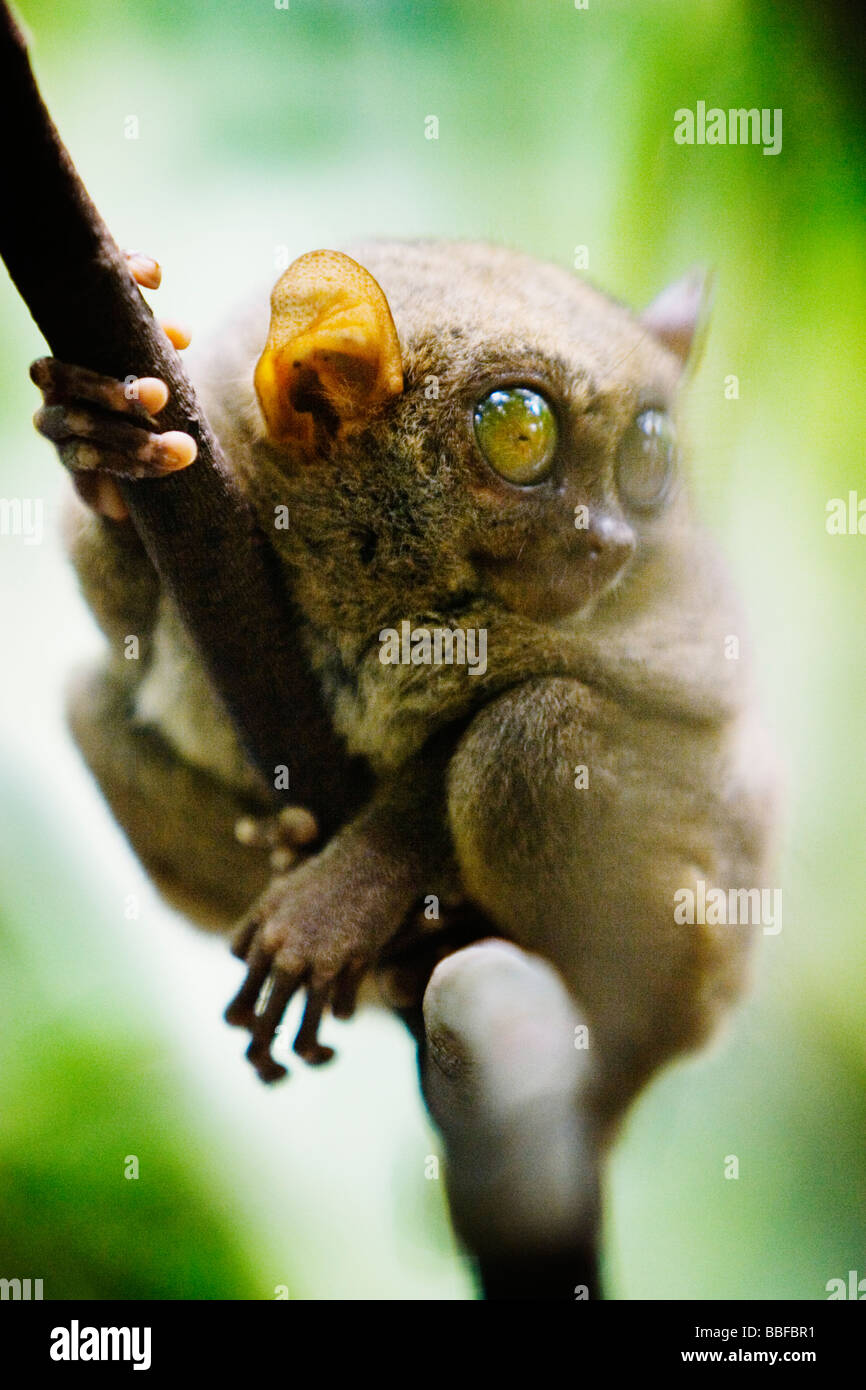 Tarsier abbia occhi che sono più grandi è il cervello. Isola di Bohol, Filippine. Foto Stock