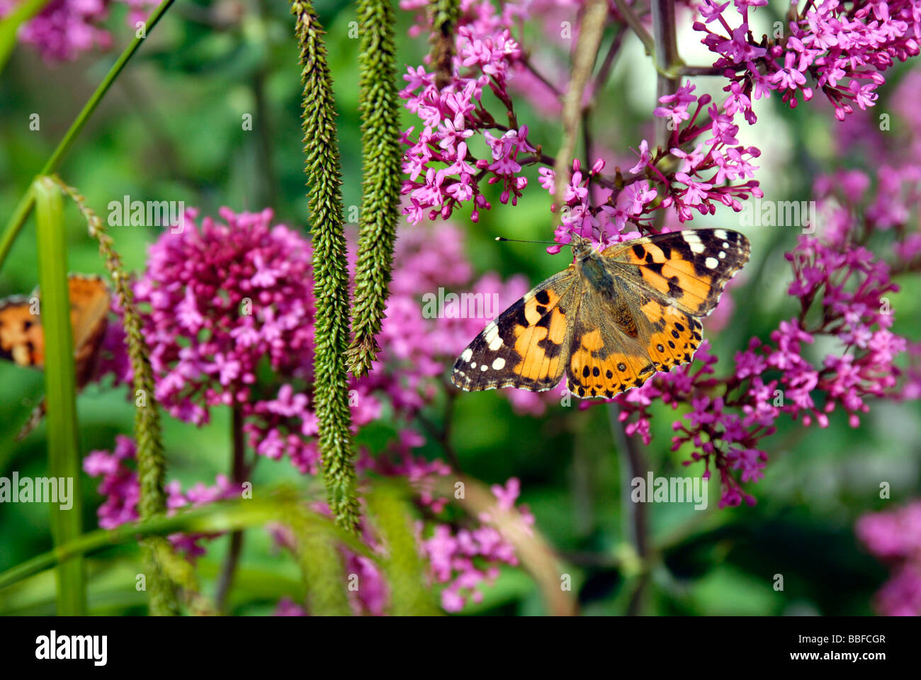 Dipinto di Lady butterfly nel giardino frontale in St. Leonards E. Sussex. Foto Stock