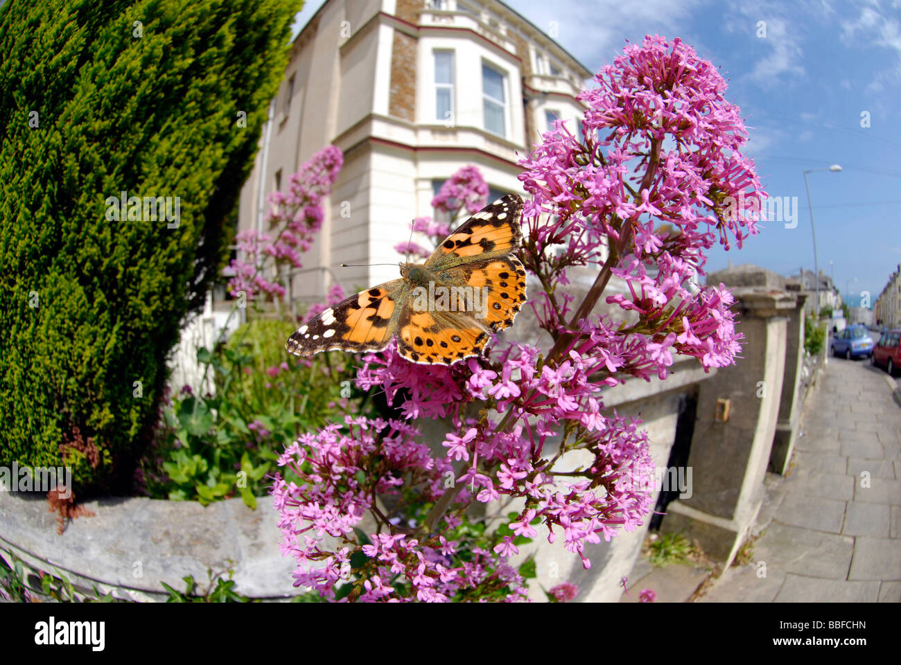 Dipinto di Lady butterfly nel giardino frontale in St. Leonards E. Sussex. Obiettivo Fisheye Foto Stock