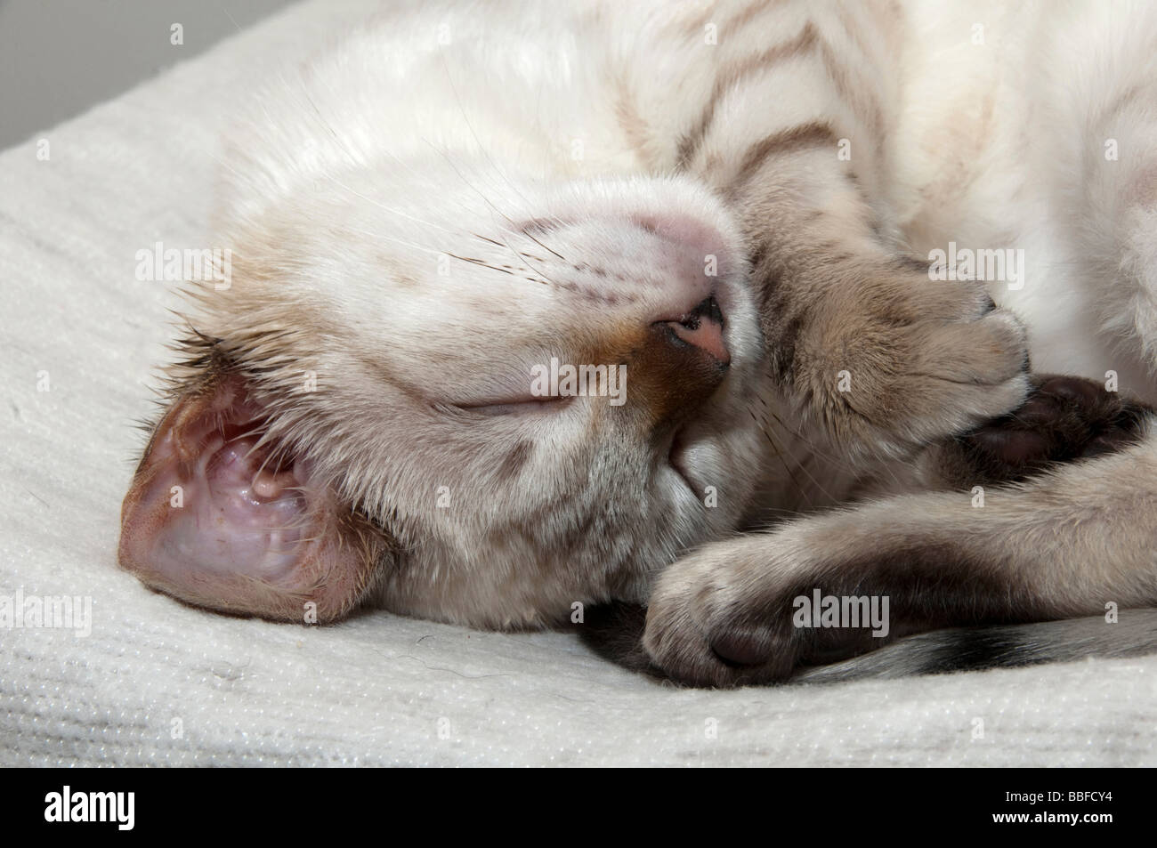 Un Bengala gattino dormire su un letto Foto Stock