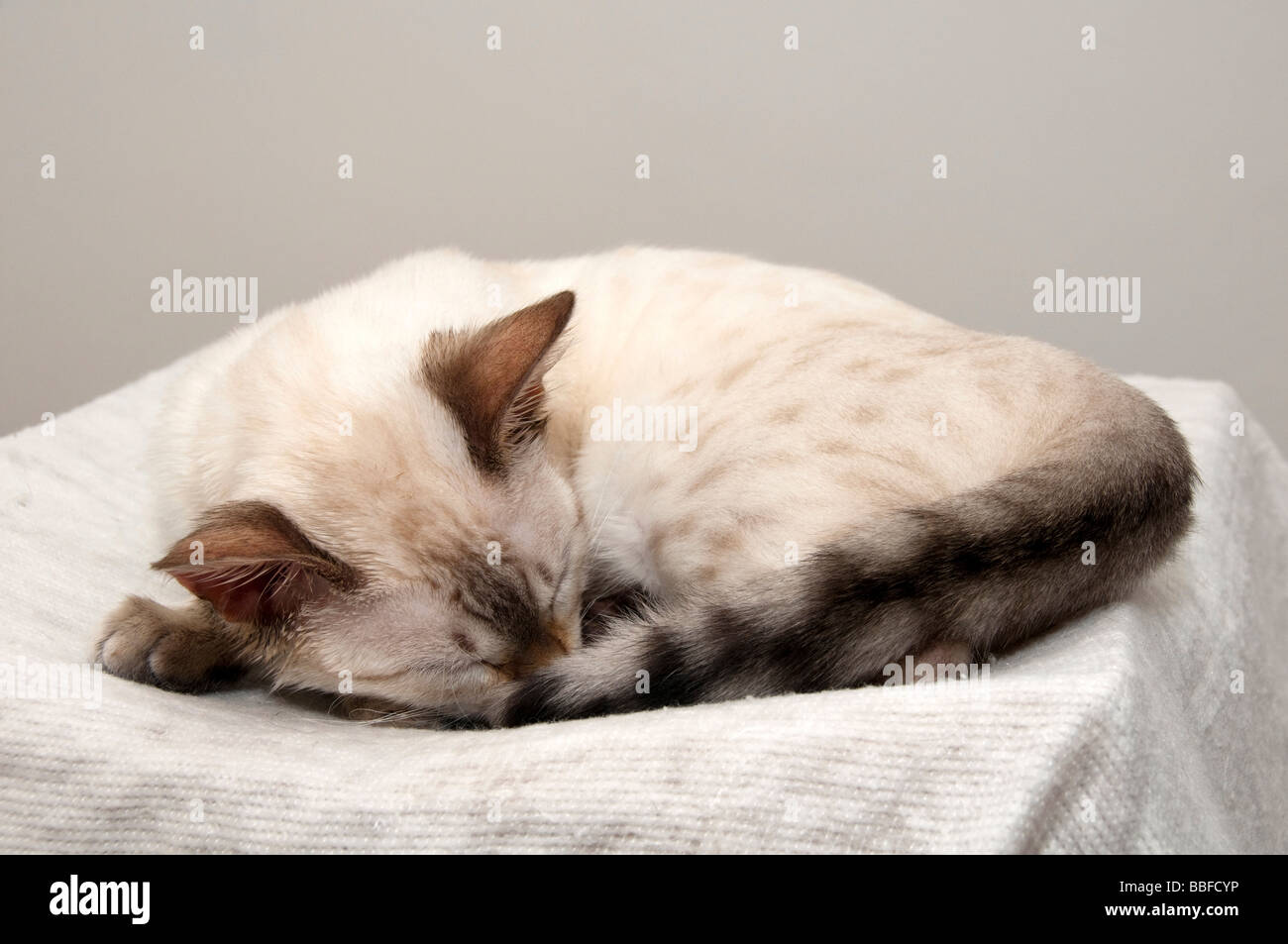 Un Bengala gattino dormire su un letto Foto Stock