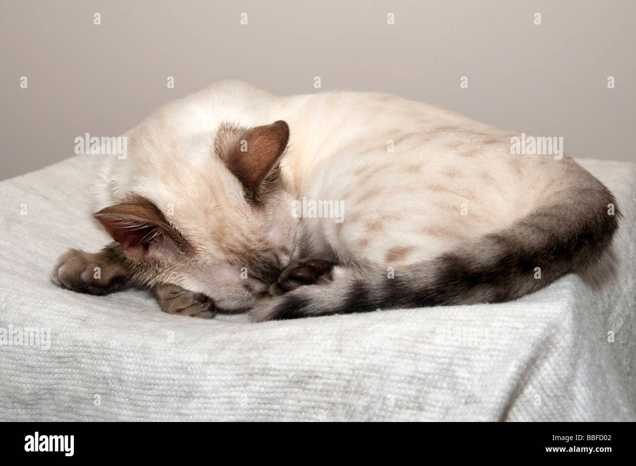 Un Bengala gattino dormire su un letto Foto Stock