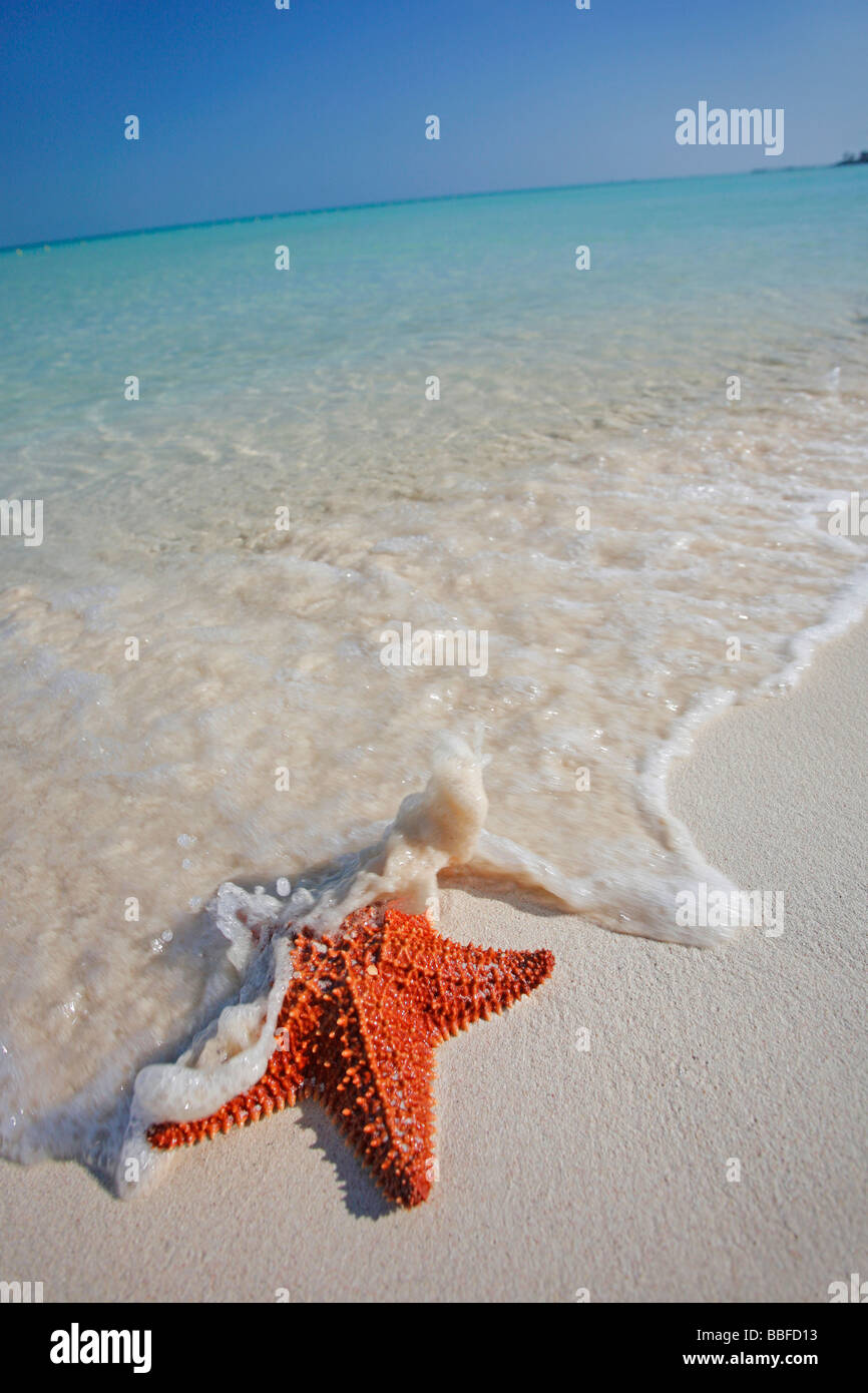 Starfish su di una splendida spiaggia caraibica in Messico Foto Stock