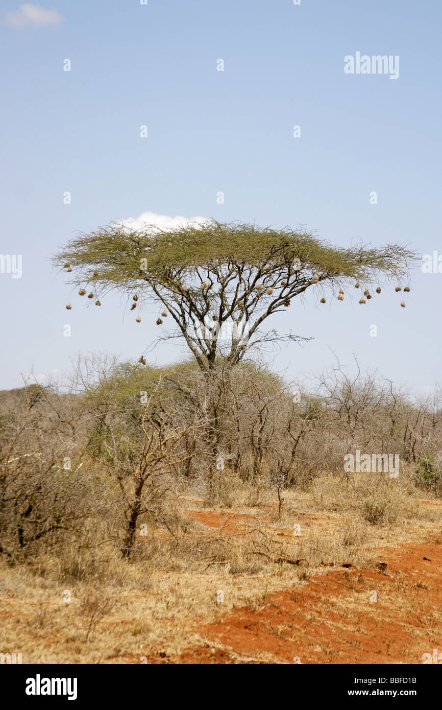 L'acacia o ombrello albero in Tsavo National Park con tessitore di nidi di uccelli appesi i suoi rami Foto Stock