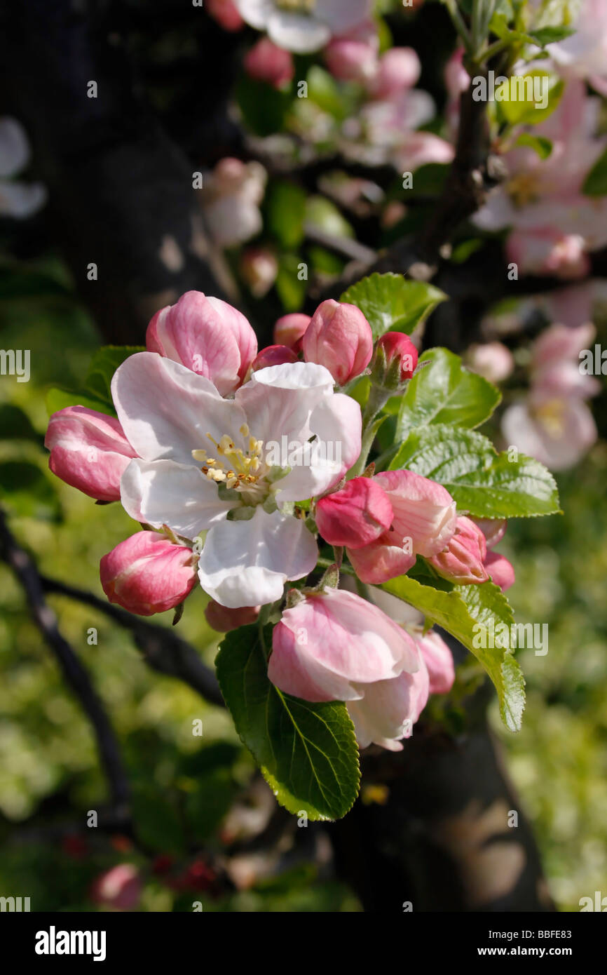APPLE BLOSSOM. Foto Stock