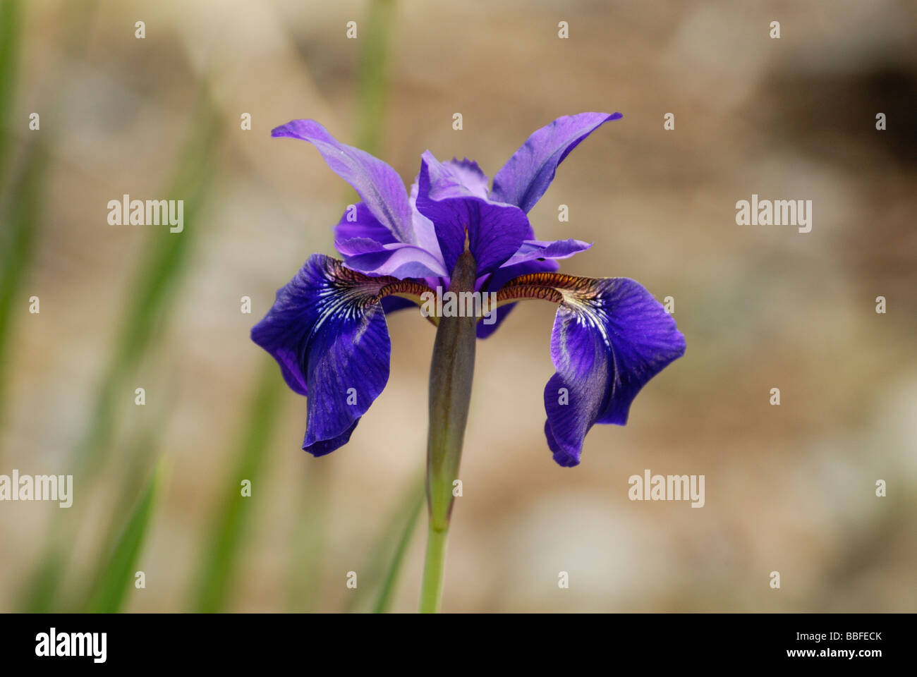 Iris Viola flaglily Foto Stock