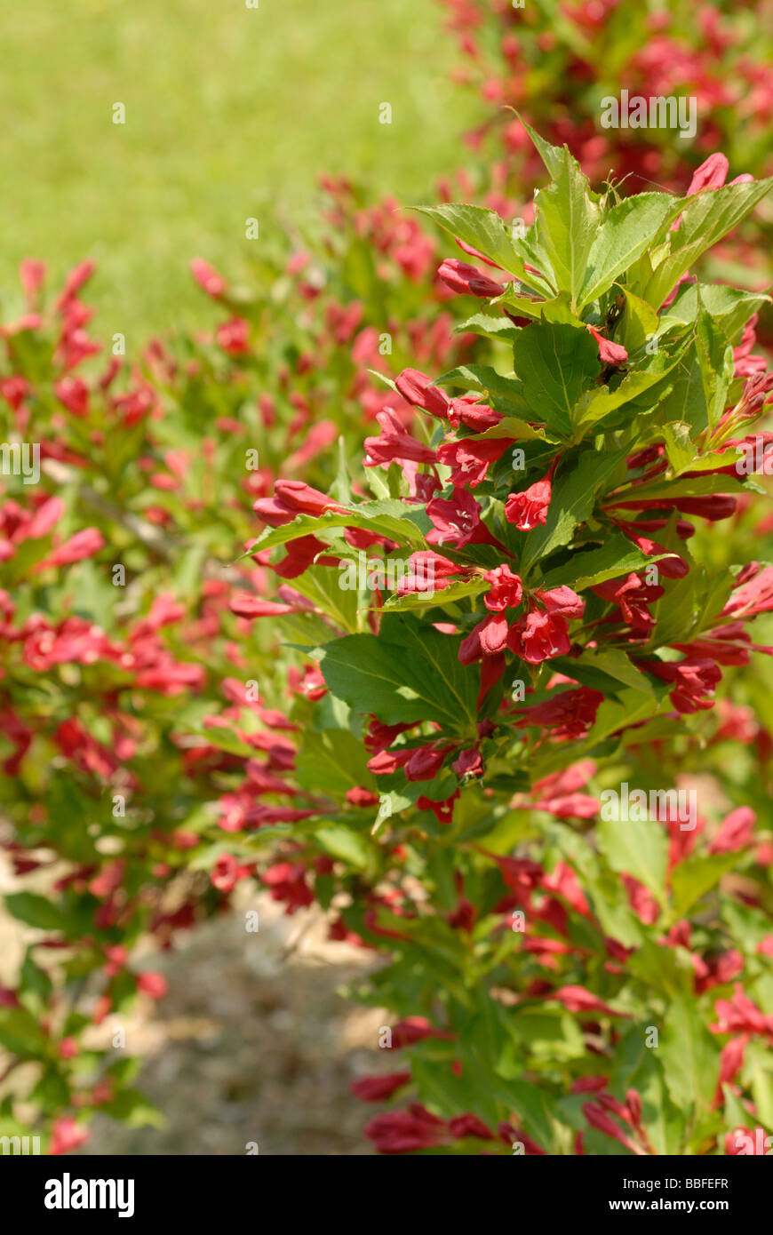 Holly berry arbusti in fiore Foto Stock