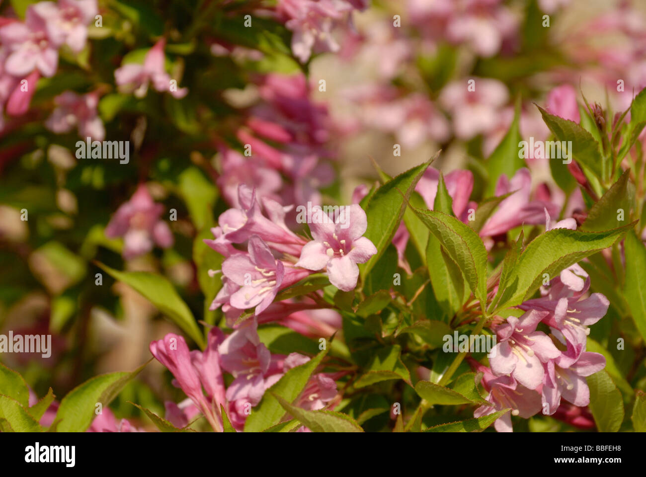 Holly berry arbusti in fiore Foto Stock