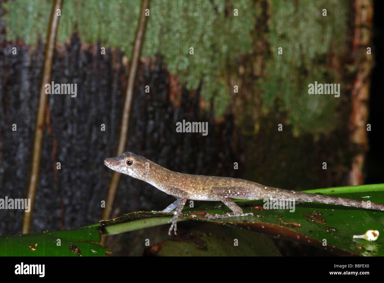 Anolis sulla foglia, di Madre de Dios, Perù Foto Stock