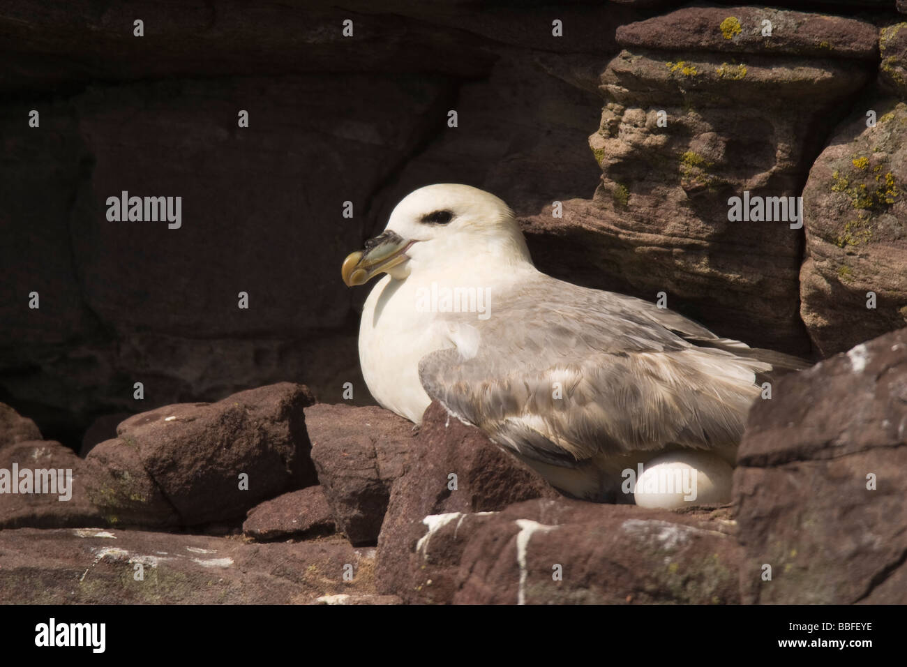 Northern Fulmar (Fulmarus glacialis) seduto sul nido incubando un uovo Foto Stock