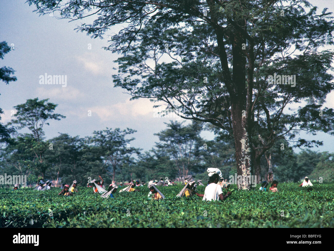 Raccoglitori di tè in una piantagione di tè Darjeeling in India Foto Stock