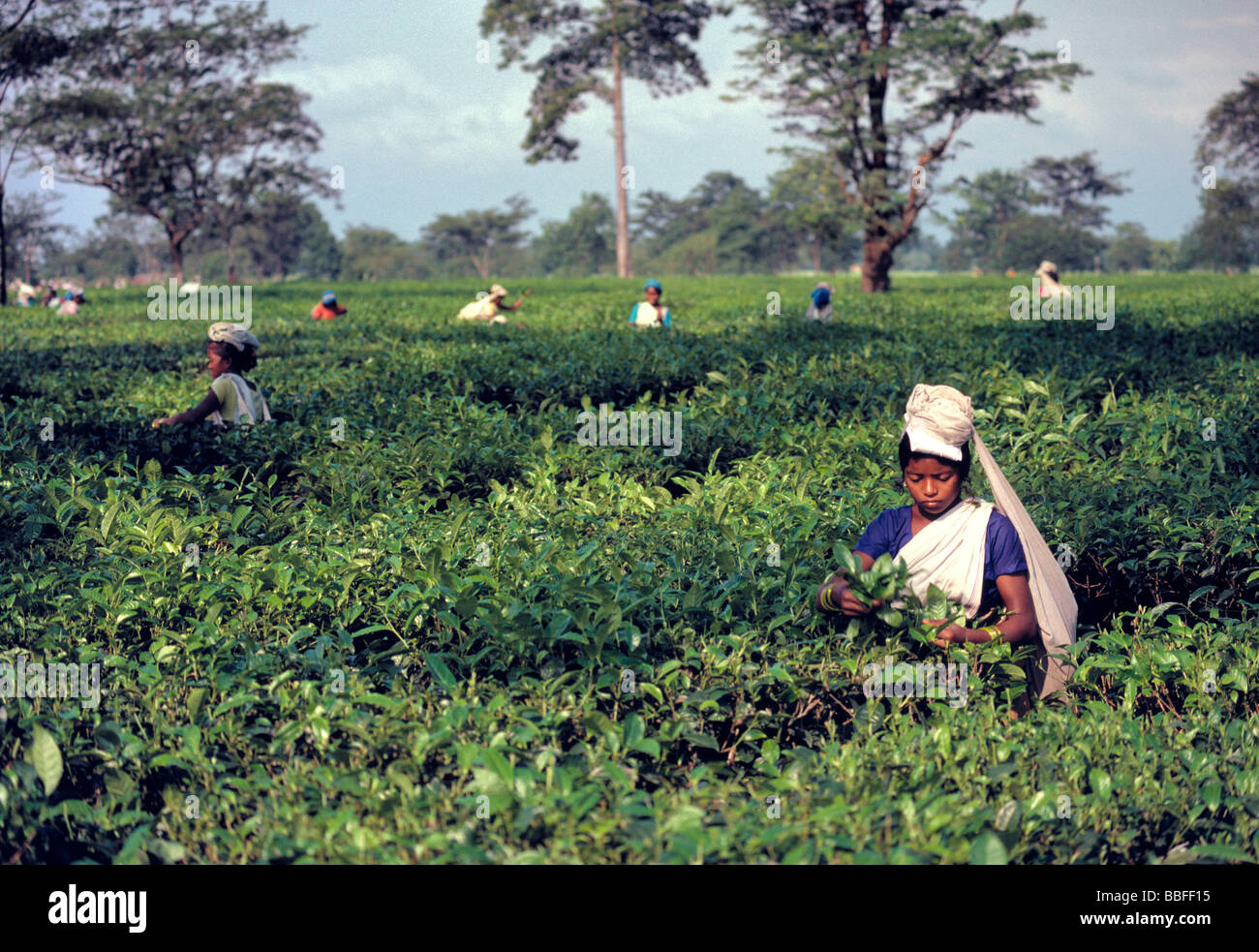 Raccoglitori di tè in una piantagione di tè vicino a Darjeeling in India Foto Stock