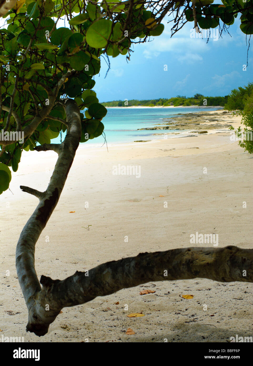 Wild beach island Barbuda Foto Stock