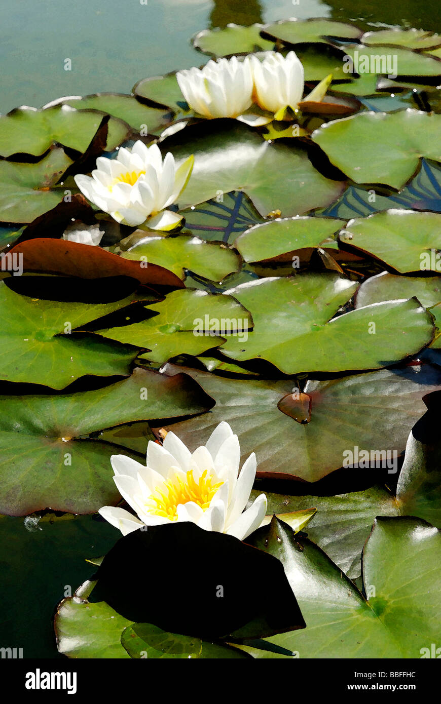 Nymphaea Candida ad acquerello Foto Stock