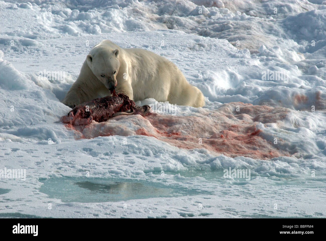 Orso polare giacente sul ghiaccio assaporerete una guarnizione di morti Foto Stock