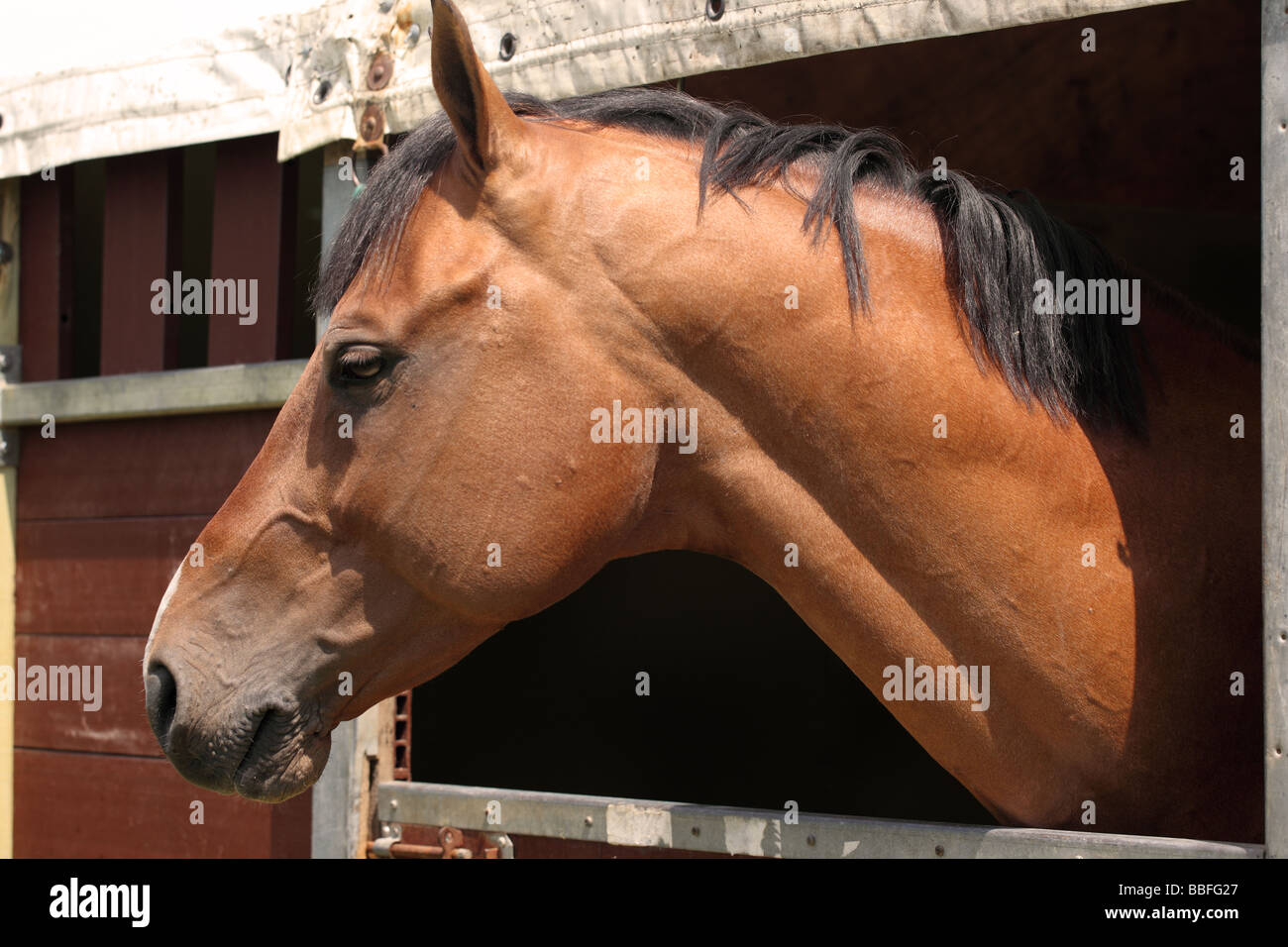 Primo piano di una testa di cavallo marrone che guarda sopra la porta della stalla, Inghilterra, Regno Unito Foto Stock