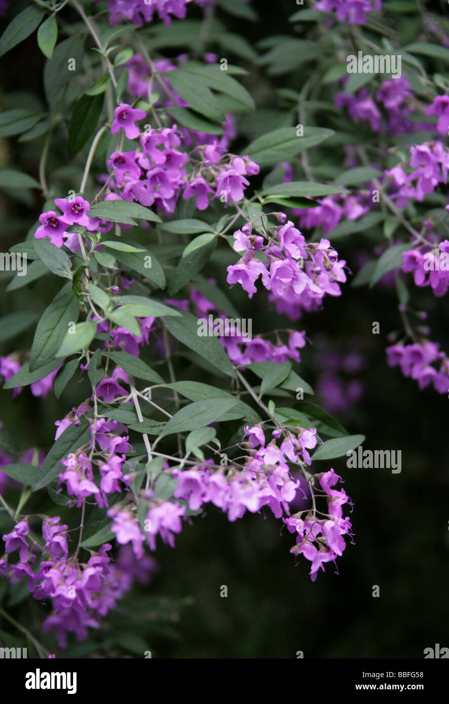 Prostanthera ovalifolia immagini e fotografie stock ad alta risoluzione