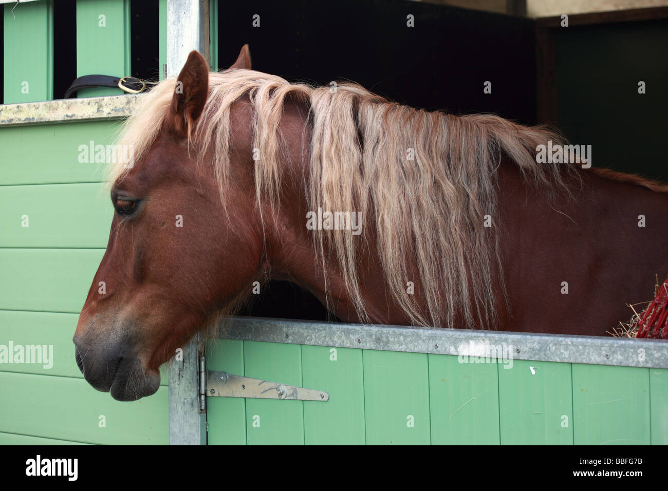 Un cavallo marrone che si affaccia su una porta stabile, Inghilterra, Regno Unito Foto Stock