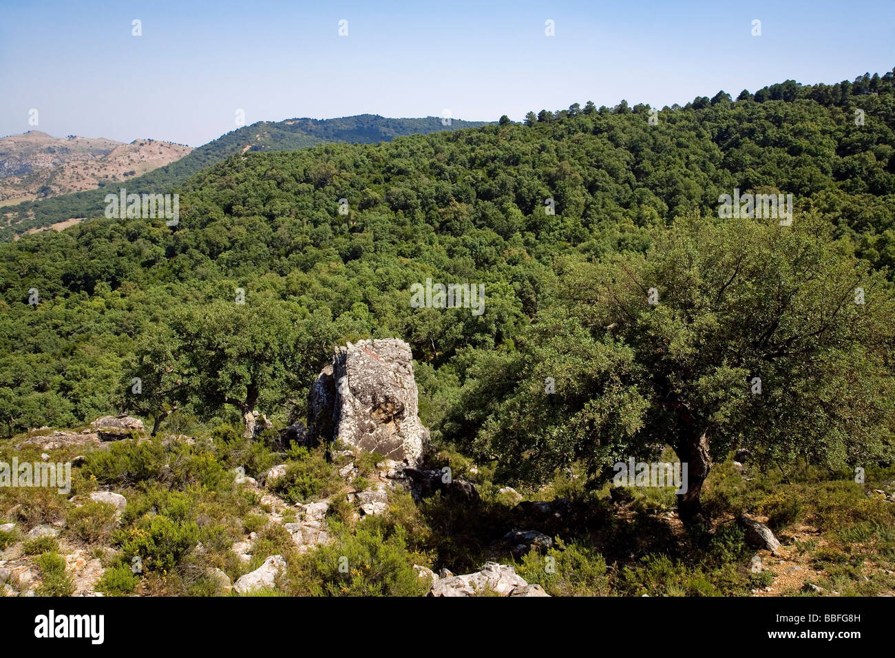 Parco naturale del sughero in Cortes de la Frontera Malaga Andalusia Spagna Foto Stock