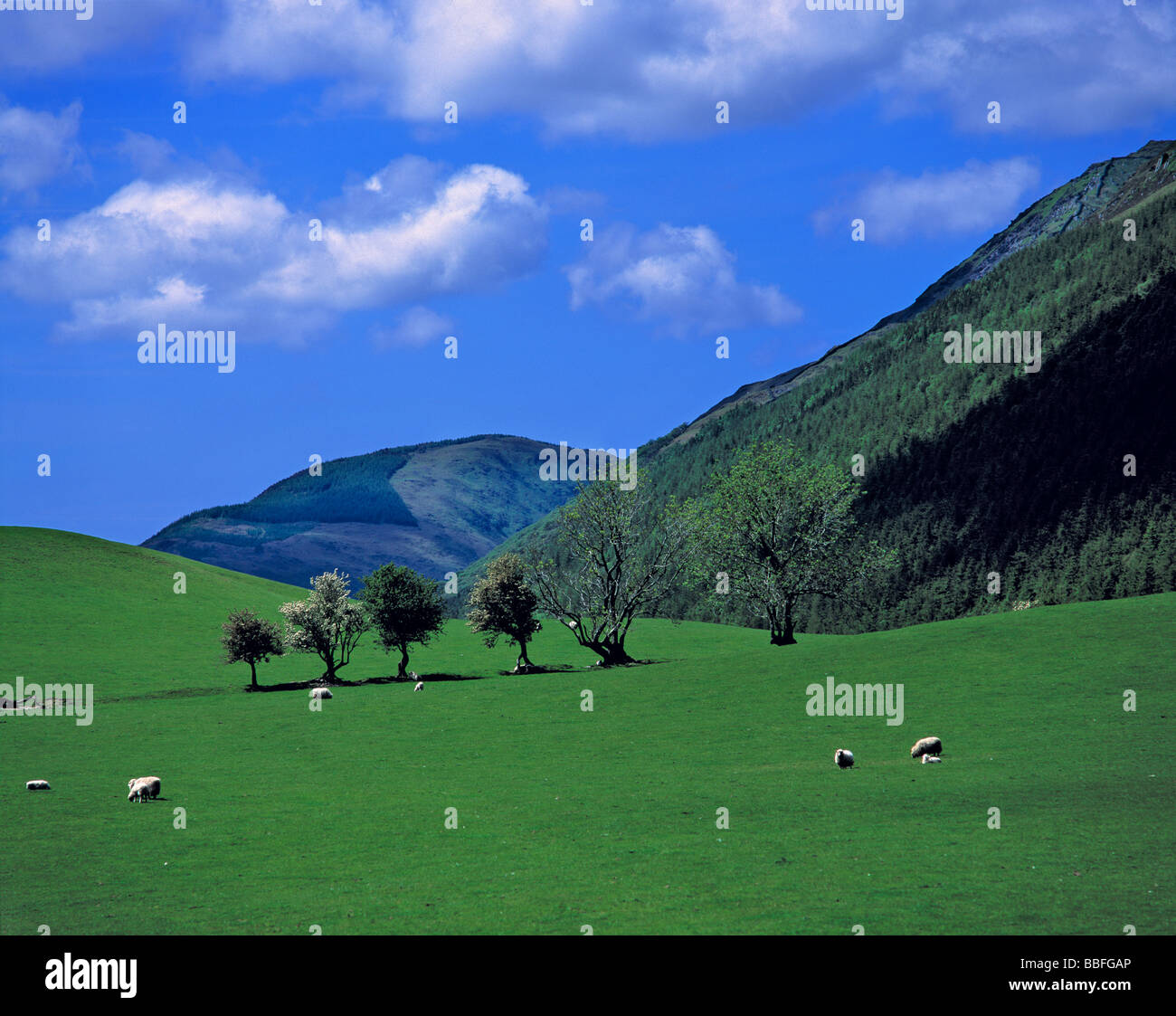 Pecore pascolano in Gwynedd County s Dovey Valley che è parte di Snowdonia N P in Galles Foto Stock