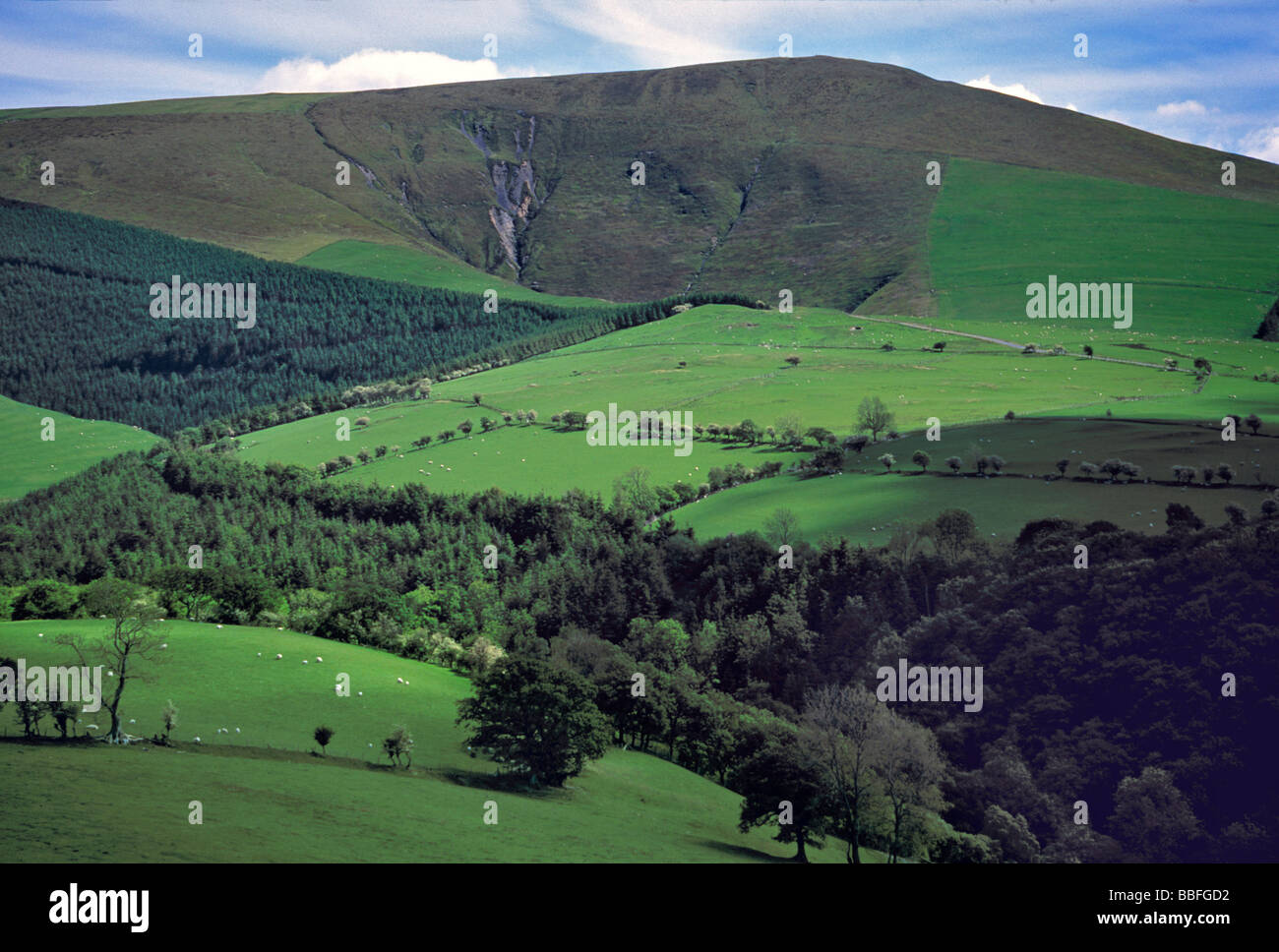 Pascoli e boschi coesistere nella valle Dovey Gwynedd Co Galles Foto Stock