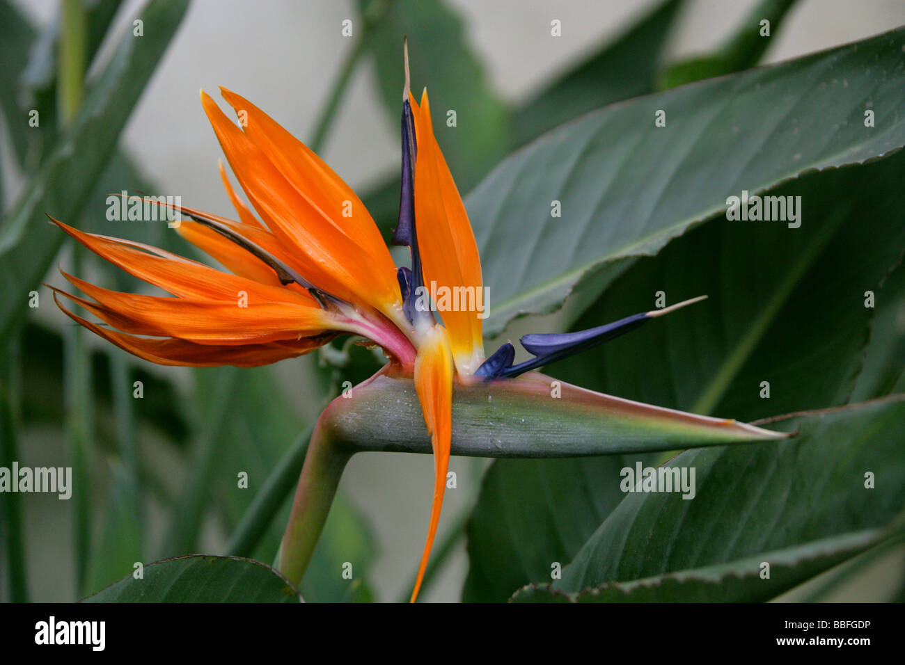 Strelitzie, gru fiore o uccello del paradiso, Strelitzia reginae, Strelitziaceae, Sud Africa Foto Stock