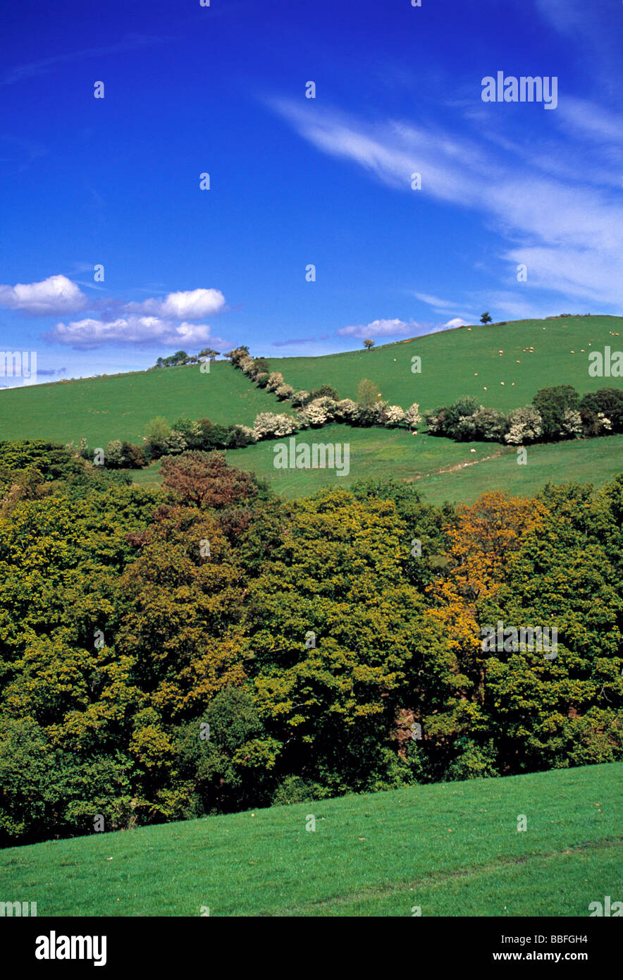 Gli alberi di grandi dimensioni offrono rifugio a ovini e altri animali nel Ty Nant area della contea di Gwynedd in Galles Foto Stock