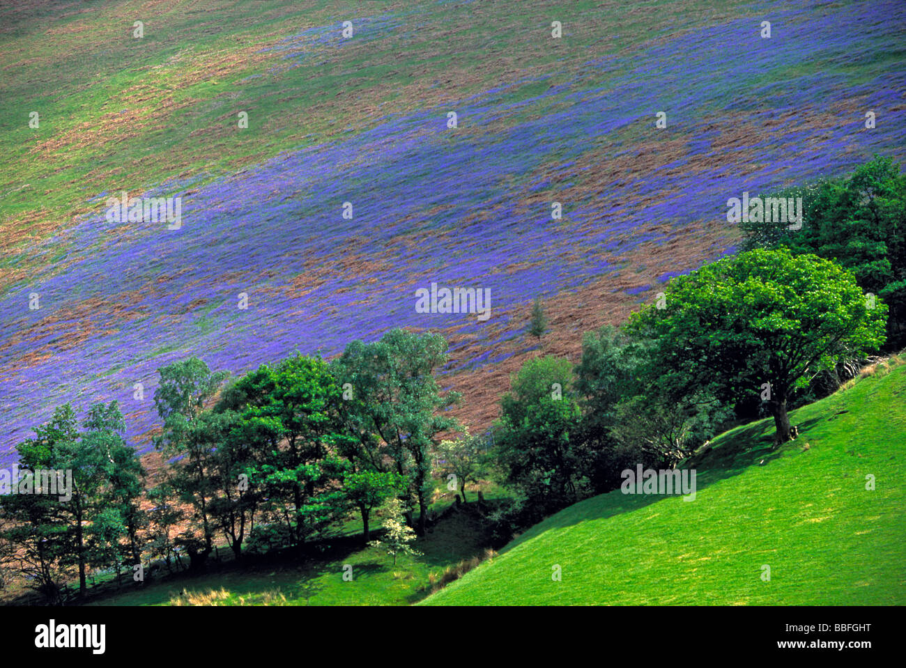 Viola vibrante luce di fiori di campo della collina in Llanymawddwy Snowdonia NP Galles Foto Stock