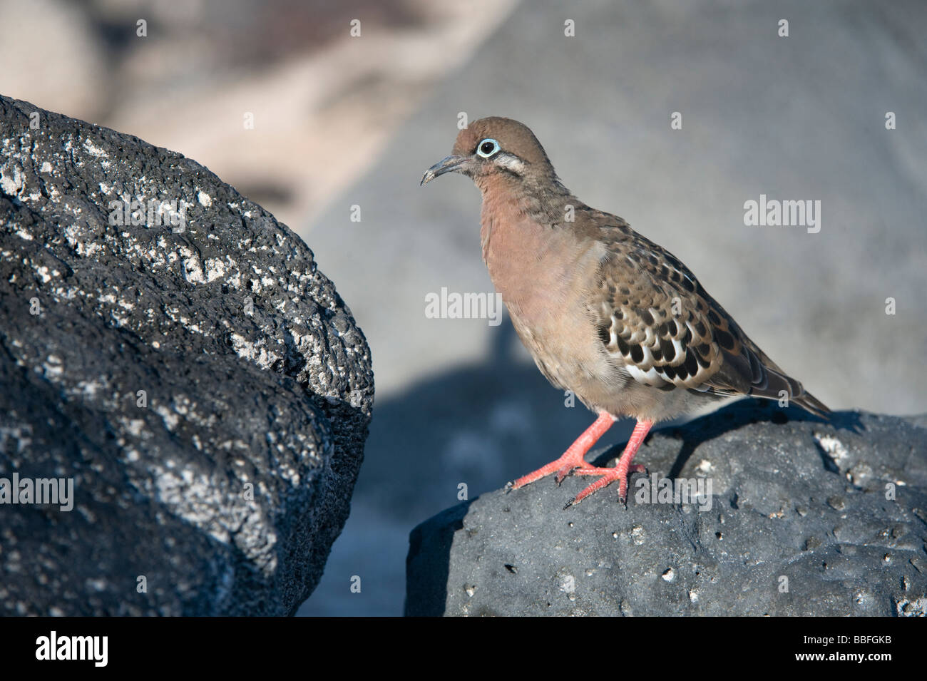 Le Galapagos Colomba Zenaida galapagoensis Baia Gardner Espanola cofano Ecuador Galapagos Oceano Pacifico Sud America possono Foto Stock