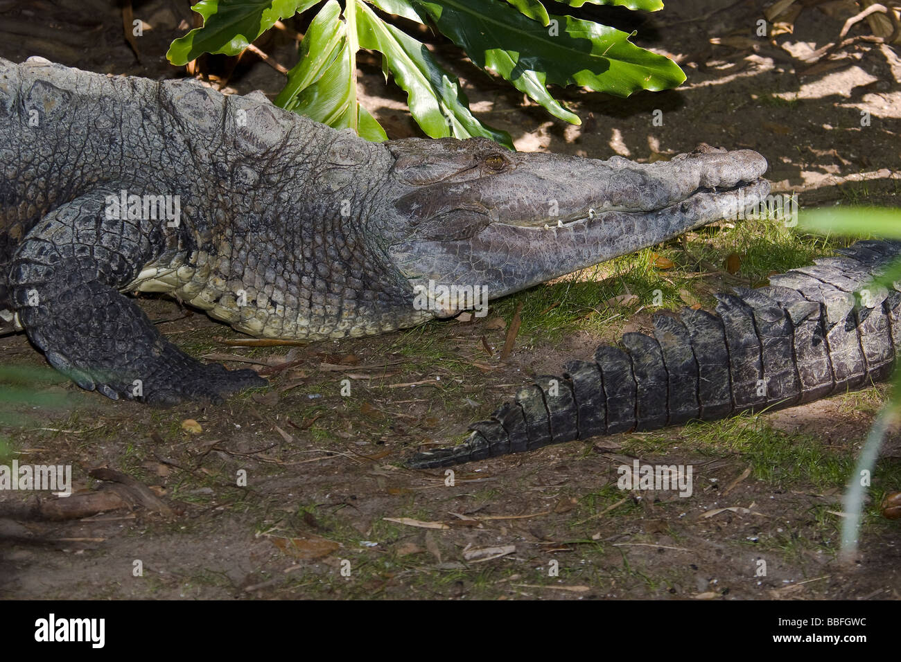 Coccodrillo americano Crocodylus acutus Foto Stock
