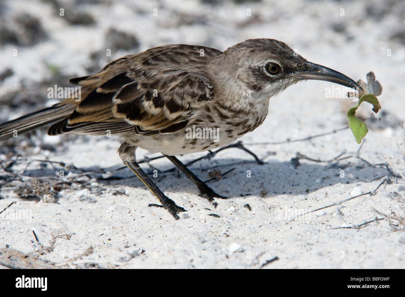 Il cofano Mockingbird Nesomimus macdonaldi alla ricerca di cibo la Baia Gardner Espanola cofano Galapagos Ecuador Foto Stock