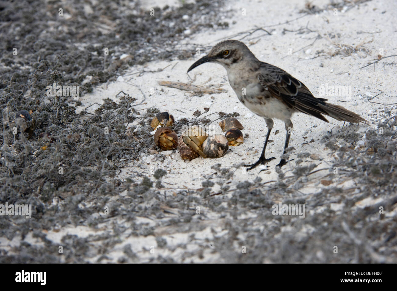 Il cofano Mockingbird Nesomimus macdonaldi ispezione fransy accoppiamento di semi terrestri paguri variabilis compressus Galápagos Foto Stock