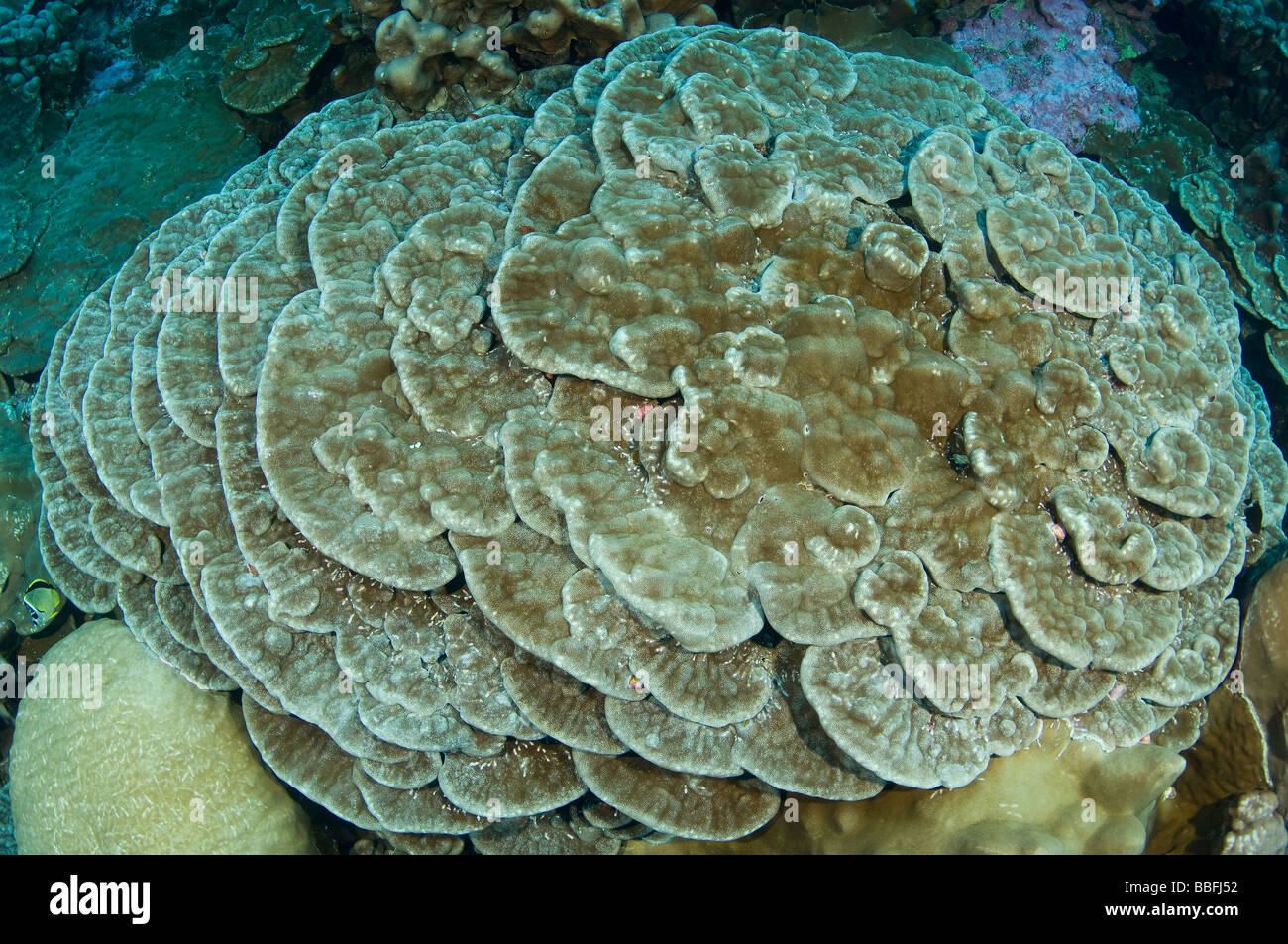 Hard Coral Reef l'isola di Clipperton Francia Messico Foto Stock