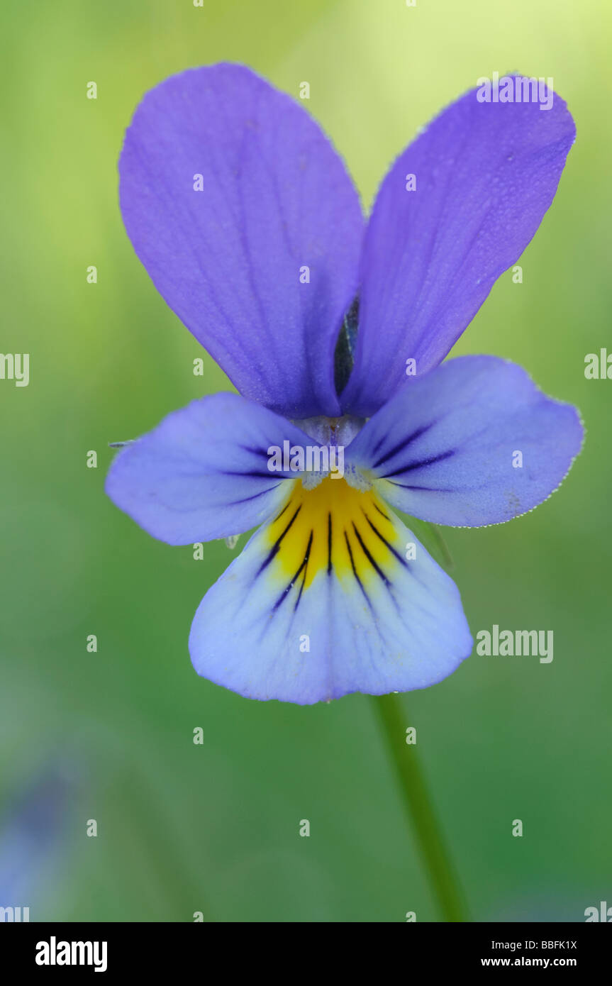 Heartsease Viola tricolore Foto Stock