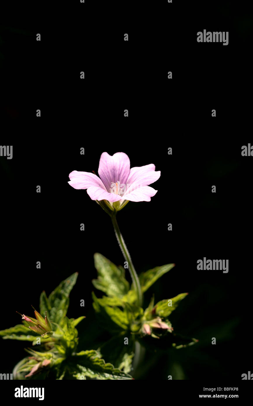 Geranium cranesbill Foto Stock