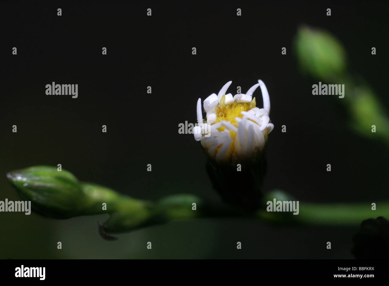 Piccolo fiore nel buio Foto Stock