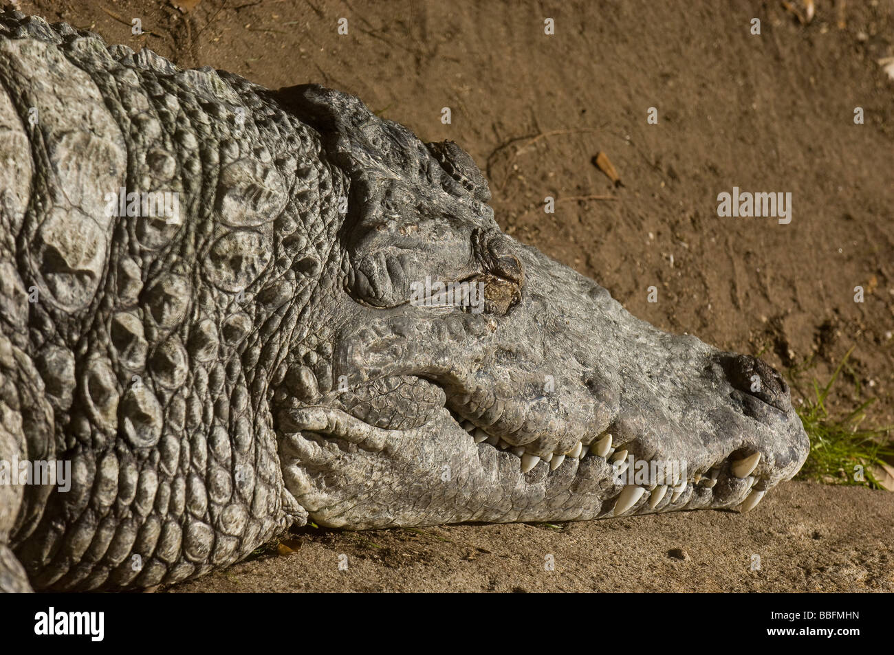 Coccodrillo del Nilo Crocodylus niloticus ampiamente distribuito in Africa subsahariana e Madagascar Foto Stock