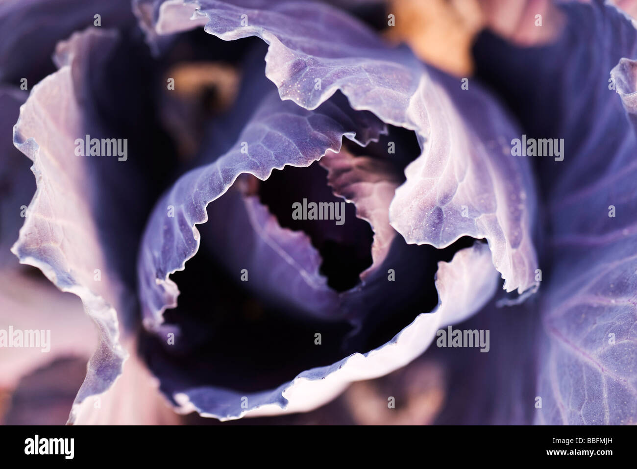 Cavolo viola, extreme close-up Foto Stock