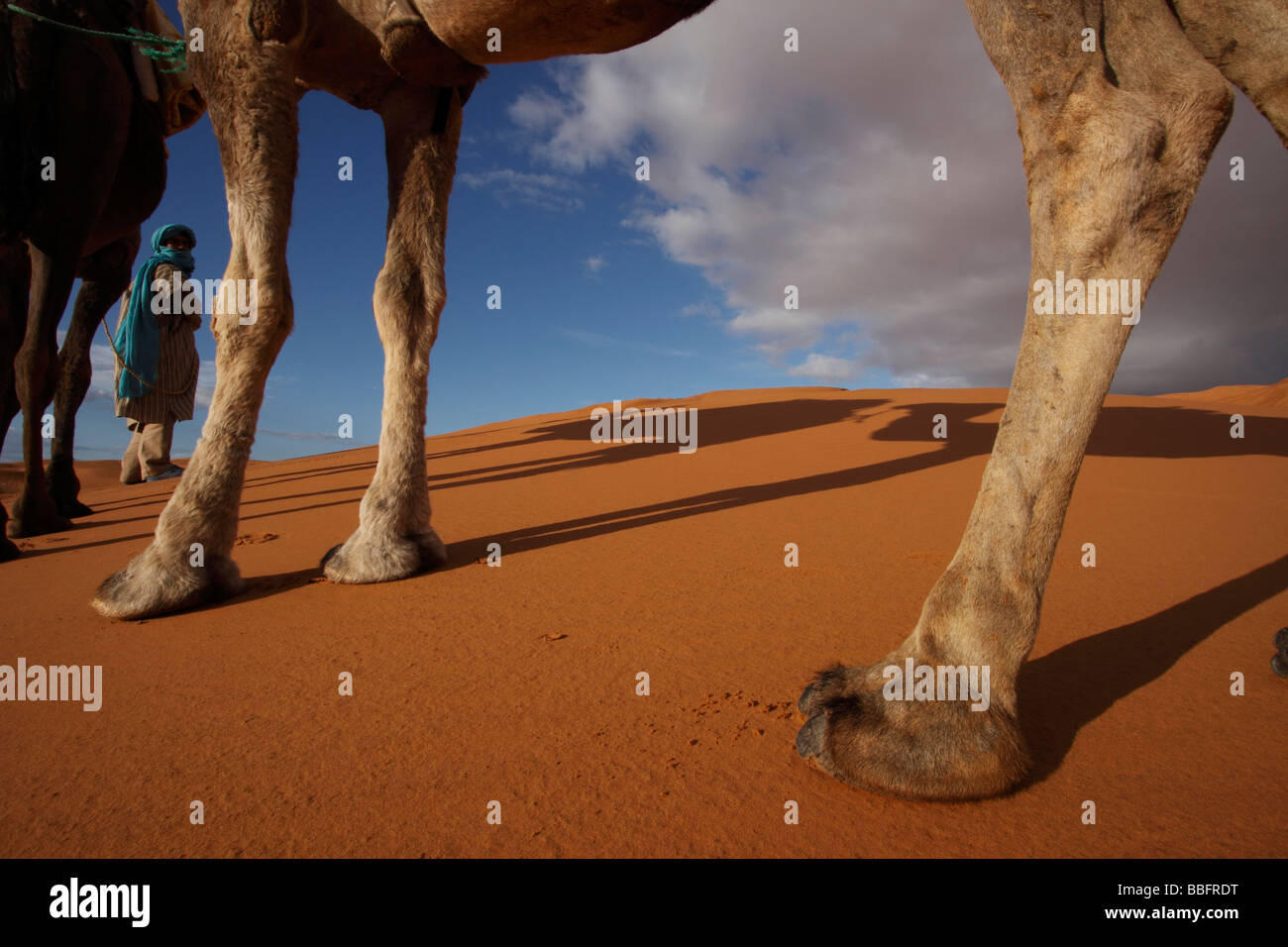 Africa, Nord Africa, Marocco deserto del Sahara, Merzouga Erg Chebbi, Berber Tribesman e cammello, gambe del cammello Foto Stock