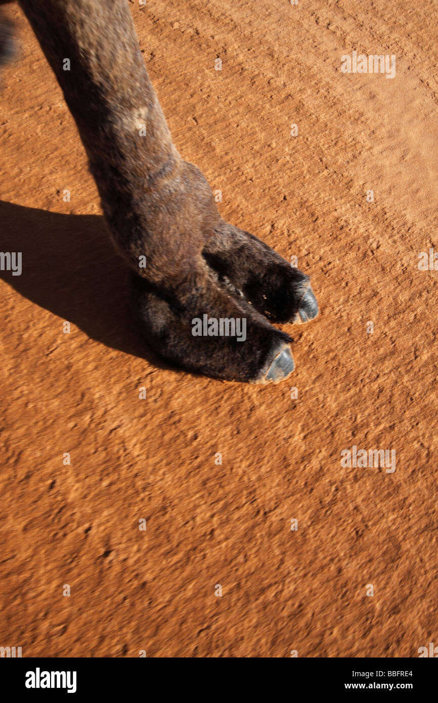 Africa, Nord Africa, Marocco deserto del Sahara, Merzouga Erg Chebbi, Piede di cammello sulla sabbia Foto Stock