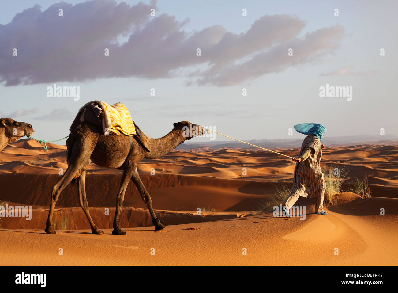 Africa, Nord Africa, Marocco deserto del Sahara, Merzouga Erg Chebbi, Berber Tribesman cammelli leader Foto Stock