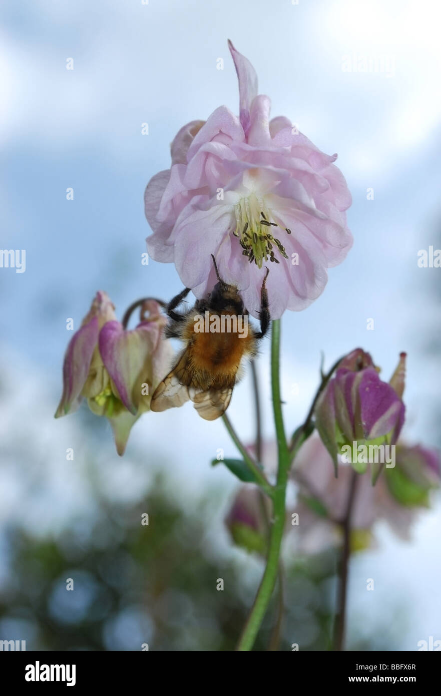 Carda comune-bee (bombus agrorum) impollinare Aquilegia Foto Stock