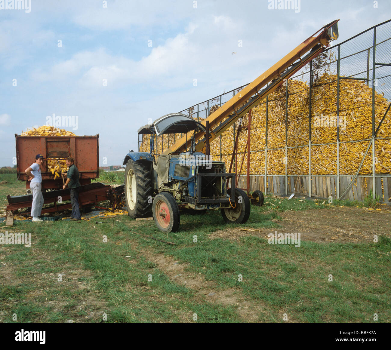 Agricoltore lavoratori con pannocchie di mais impilati di svernamento per alimentazione di bestiame Foto Stock