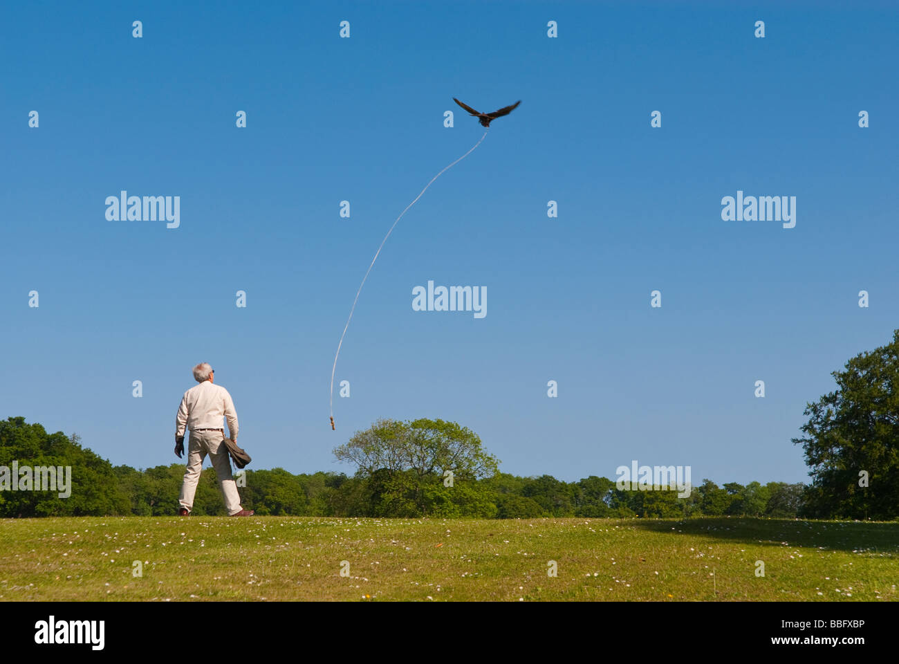 Un falconer dando un display di falconeria al pubblico,attirare gli uccelli rapaci per volare passato utilizzando un richiamo nella campagna del Regno Unito Foto Stock
