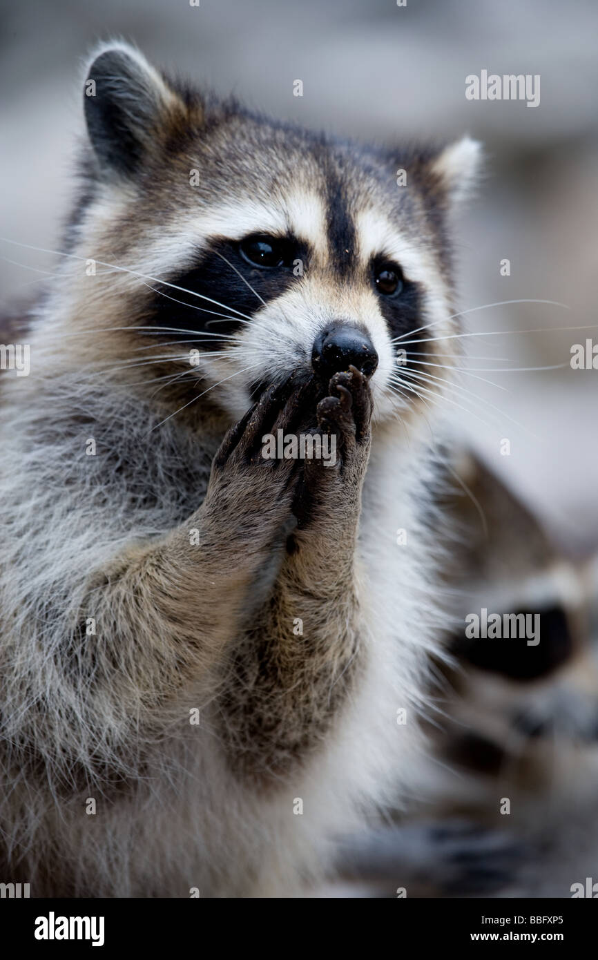 Close-up di Raccoon. Foto Stock